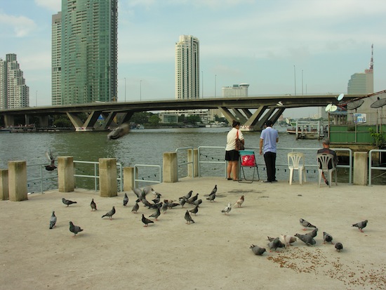 Feeding fish and pigeons at Wat Yannawa's riverfront.