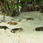 Sabai most definitely extends to the animals of Thailand.
