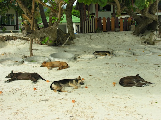Sabai most definitely extends to the animals of Thailand.