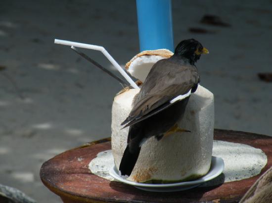 myna myna