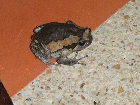 Prince charming hiding out on Samui.