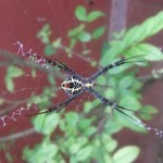 Welcome to my parlour said the spider to the fly.