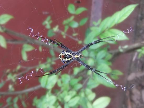 Welcome to my parlour said the spider to the fly.