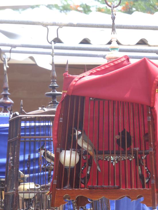 The birds gather for their twice-weekly chinwag.