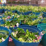Ready for market.
