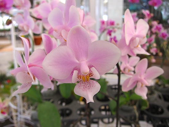 One of the hundreds of orchid varieties at Air.
