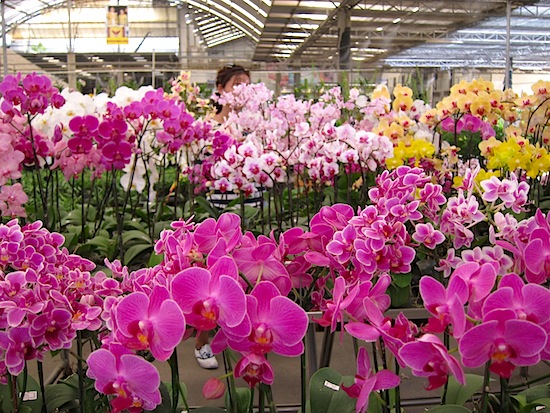 One of the best and biggest orchid markets in Thailand.