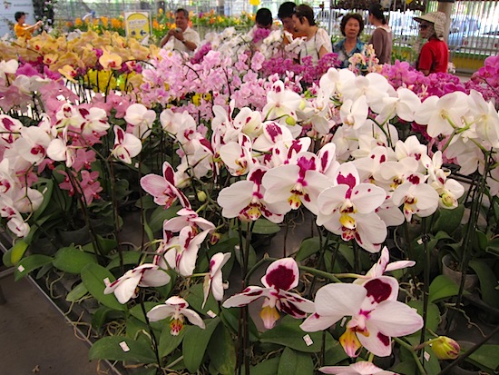 The smells are as lovely as the sights.