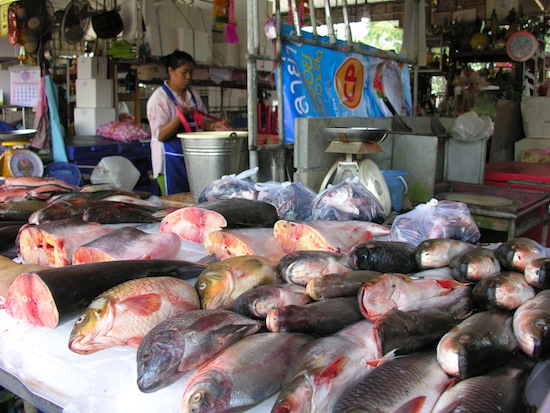 Fresh catches in Thong Pha Phum.
