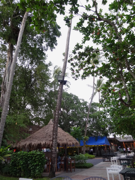 The jungly setting keeps things cool.