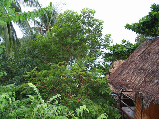 Bungalow with a treehouse view.