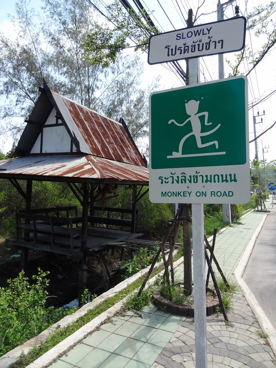 Keep a sharp eye out for suicidal monkeys.