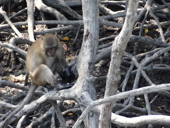 The monkeys are sometimes hard to spot in the tangle of mangrove trees.