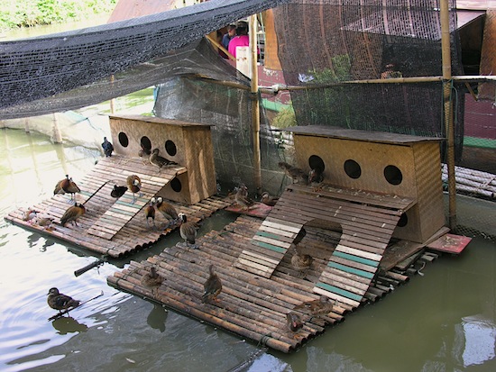 There's even room for the ducks.