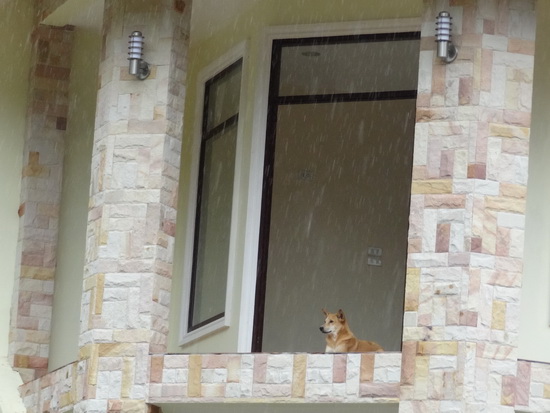 Looking out, at the morning rain...
