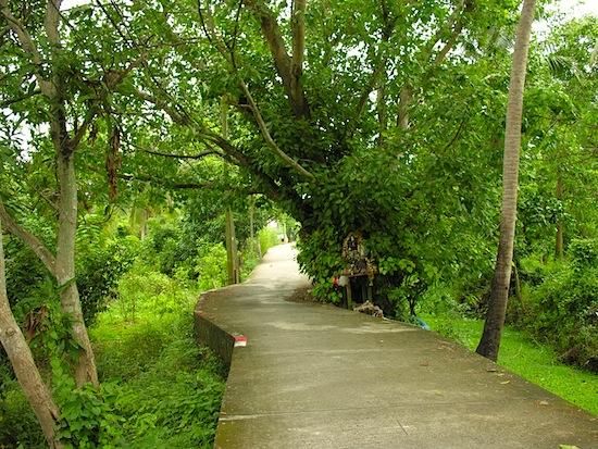 Winding past a spirit tree.