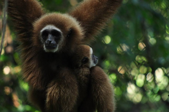 Hanging around: a few of the 70 monkeys sheltered by the GRP.