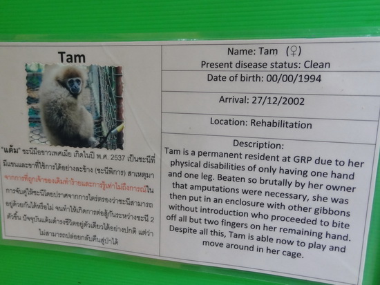 One of the gibbon's life stories on display.