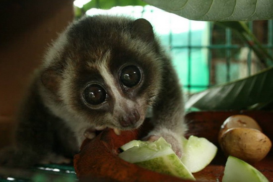 ‘Jora’, a baby slow loris recently brought to the centre from Patong beach by Russian tourists.