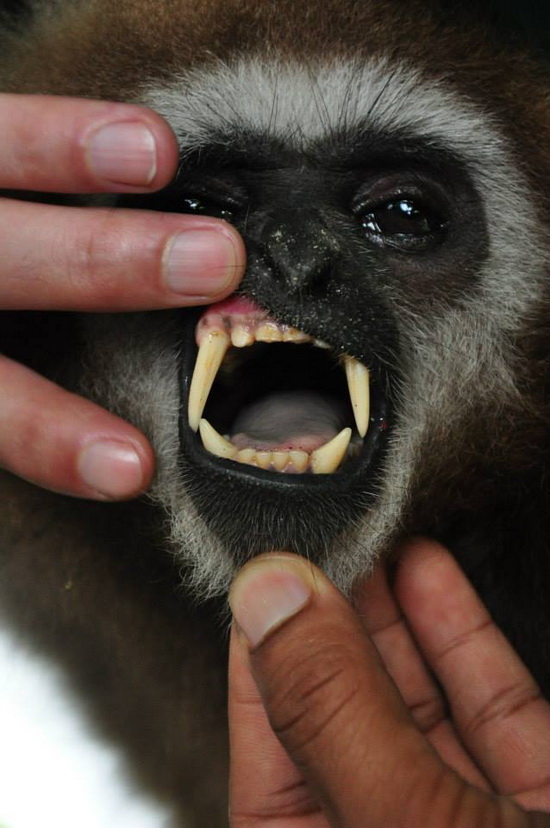 Look at them chompers. Gibbons in captivity often have their teeth filed or removed.