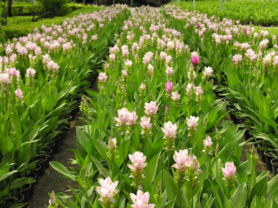 Siamese tulips -- lovely aren't they?