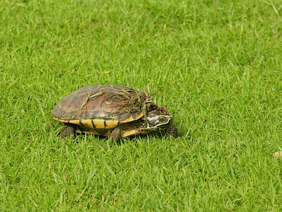 A nice slow walk in the park.