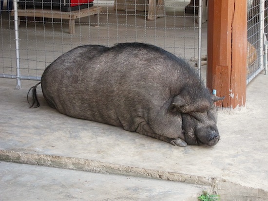 Another well-fed customer at Lam Phaya.