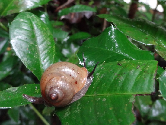 Snail in the slow lane, one of the park's many jungle creatures.