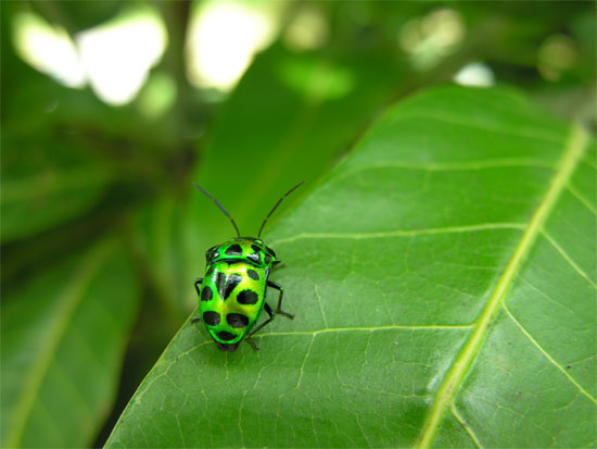 A little bit of green.