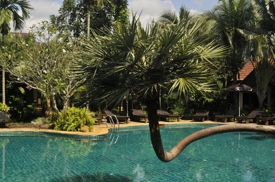 Great natural swing over the pool