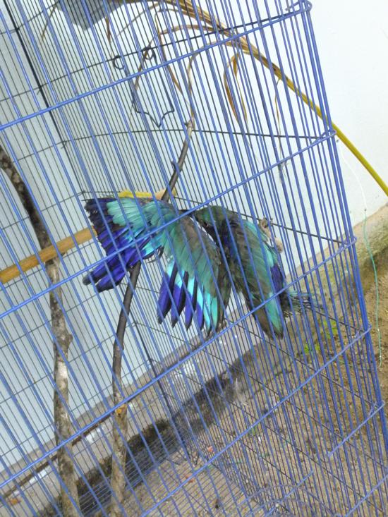 Bloo is, well, blue.