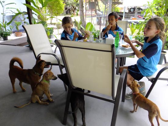 3 football girls, 3 dogs, and a pig.