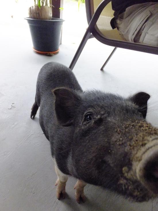 Bacon's been digging.