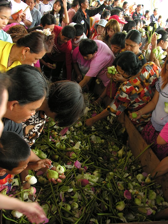 A lotus feeding frenzy.
