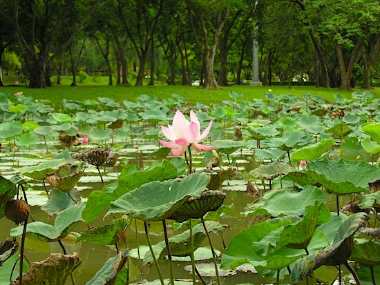 A fully blossomed lotus.
