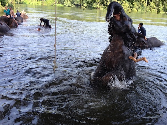 One excited elephant (and one wet mahout).