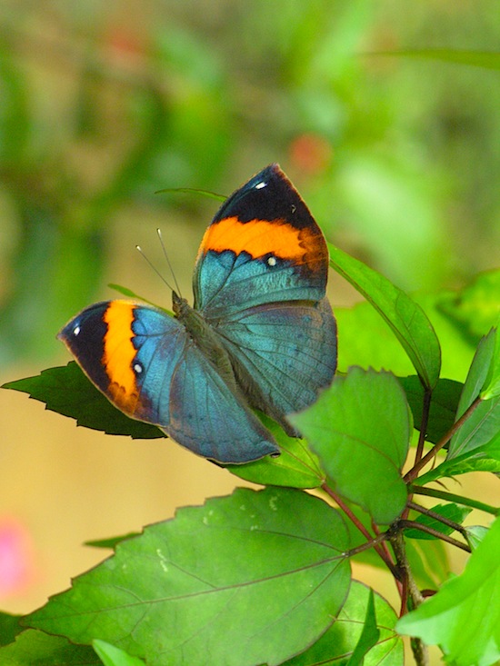 Plenty of pretty things in Khao Lak.