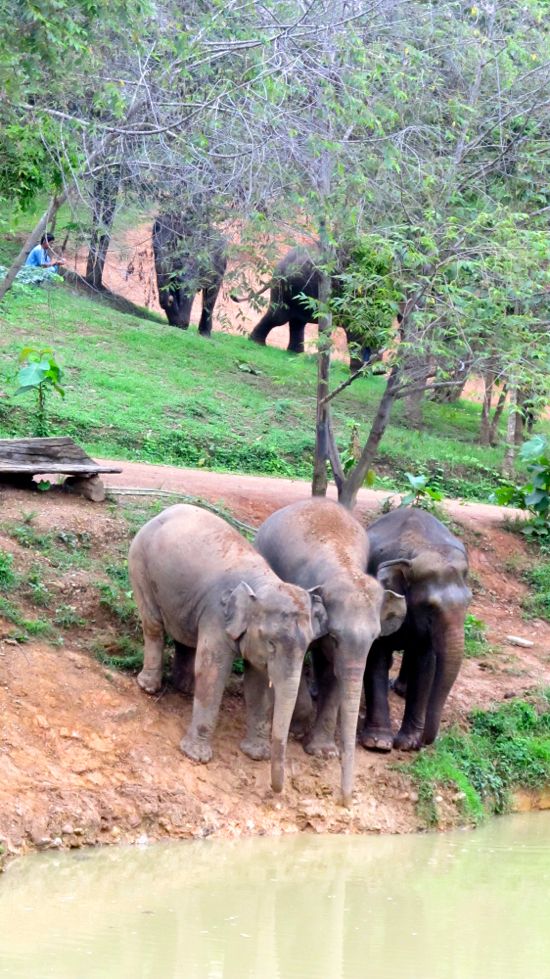 Three scaredy elephants.