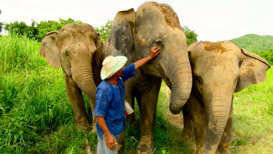 That's love: a mahout swats a horsefly away from this elephant's eye.