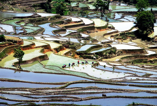 Rice terraces, Yunnan