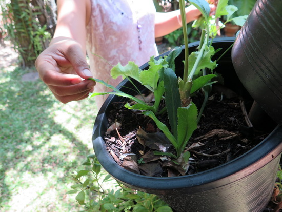 It all starts in the garden. Just one of the leafy greens that have been carefully tended.