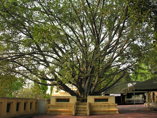 The resident Bodhi tree.