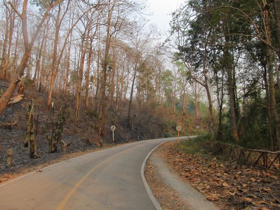 Burning season: green on one side, brittle and brown on the other.