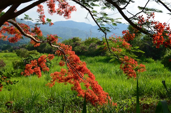 A typical roadside view in the Khao Yai region.