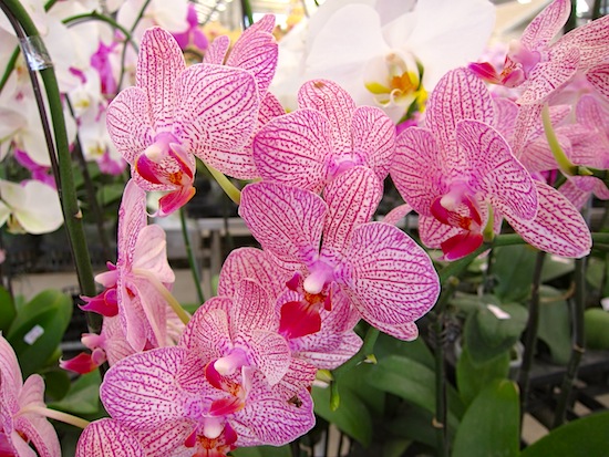 Sports cars to tattoos to orchids? This place is full of surprises!