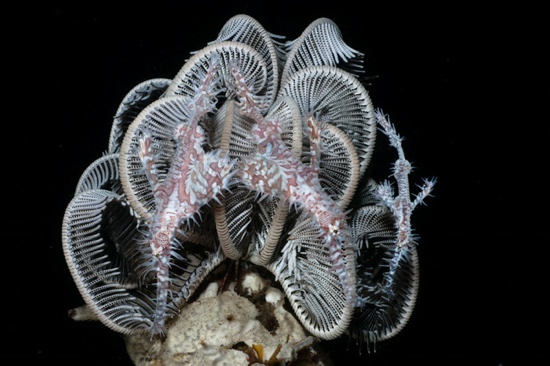 Some underwater ornate thing. Photo Chris Mitchell.