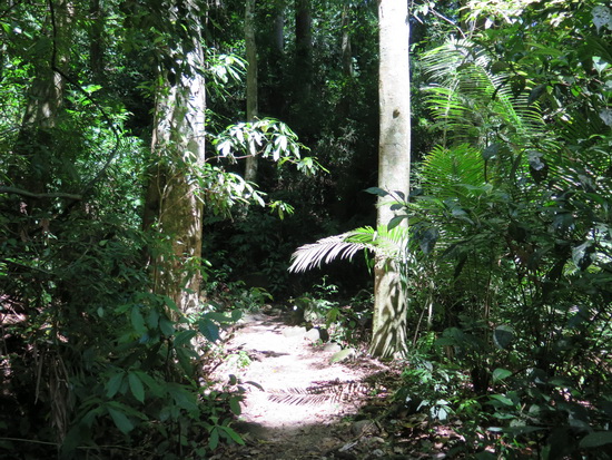 Beyond the concrete a gorgeous bit of jungle awaits.