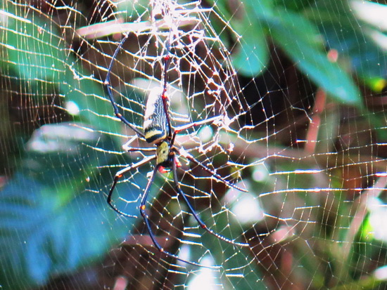 Scary looking sunbathing spider.