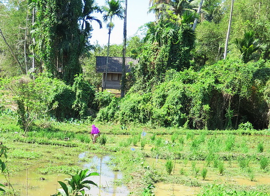 You'll find rural scenes like this at both islands. This is Yao Noi.