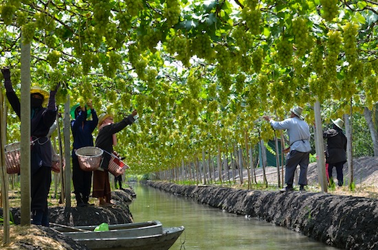 Harvesting grapes in Samut Sakhon province.